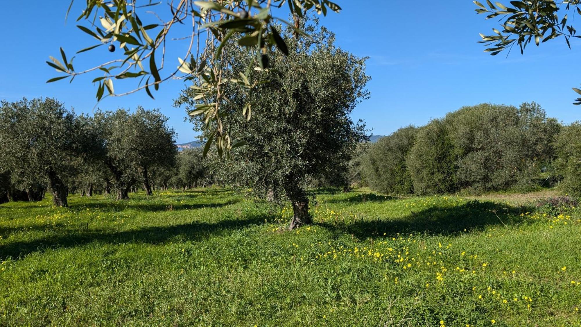 Casale Valverde Alghero Extérieur photo